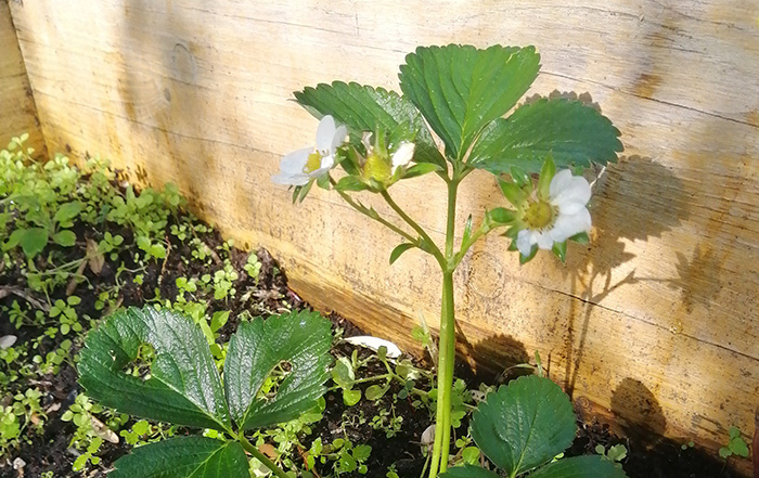 Fiore pianta fragola