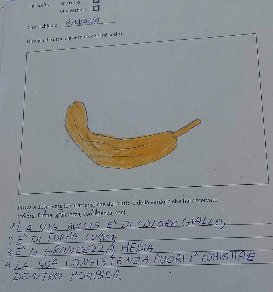 disegno di frutta e descrizione disegno di frutta e descrizione