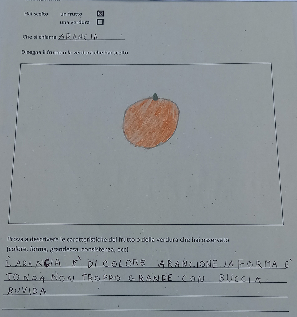 disegno di frutta e descrizione disegno di frutta e descrizione