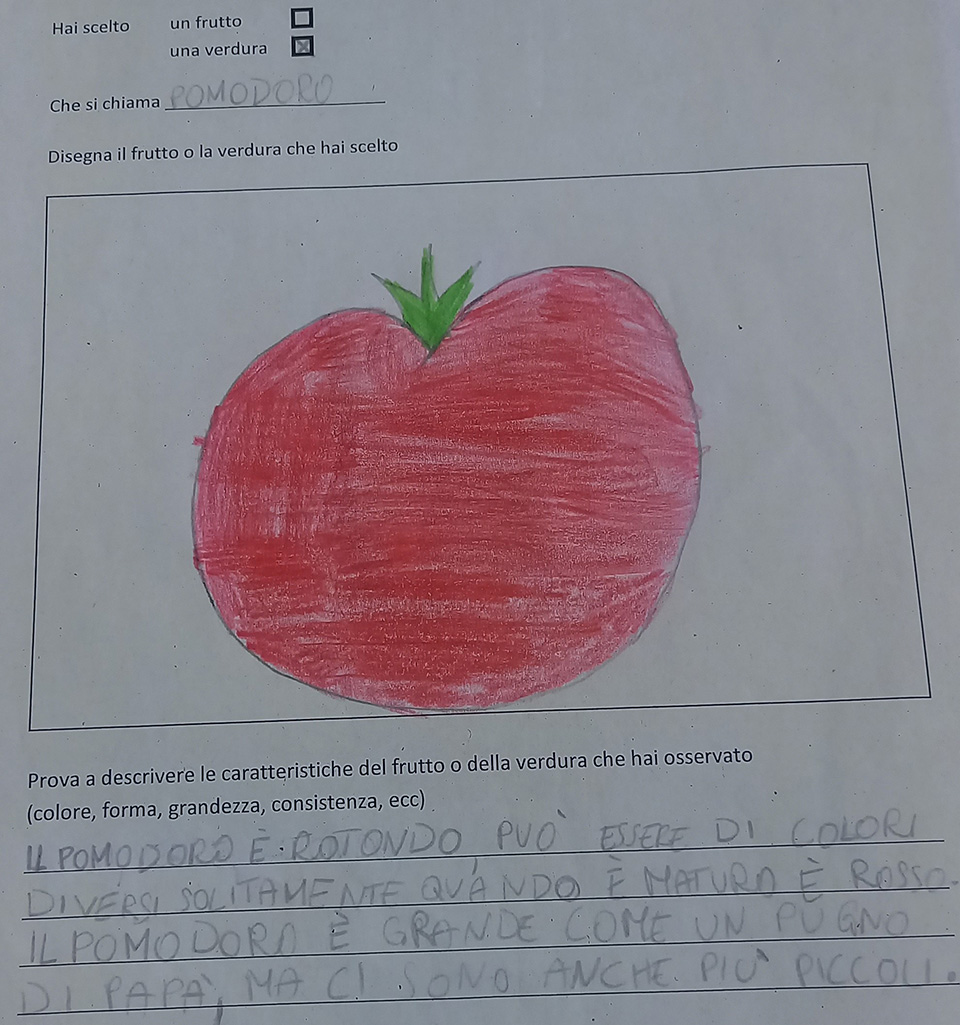 disegno di frutta e descrizione disegno di frutta e descrizione