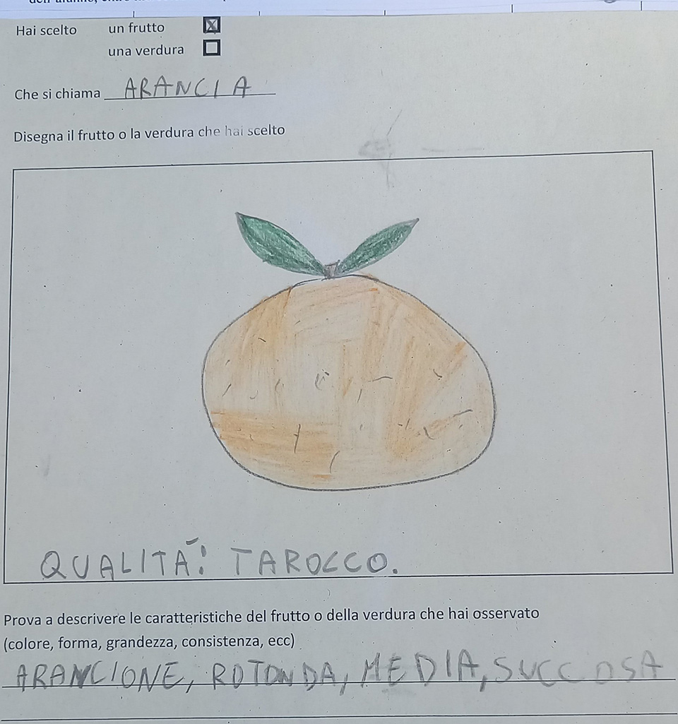 disegno di frutta e descrizione disegno di frutta e descrizione