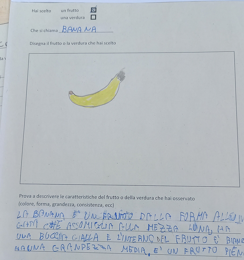 disegno di frutta e descrizione disegno di frutta e descrizione