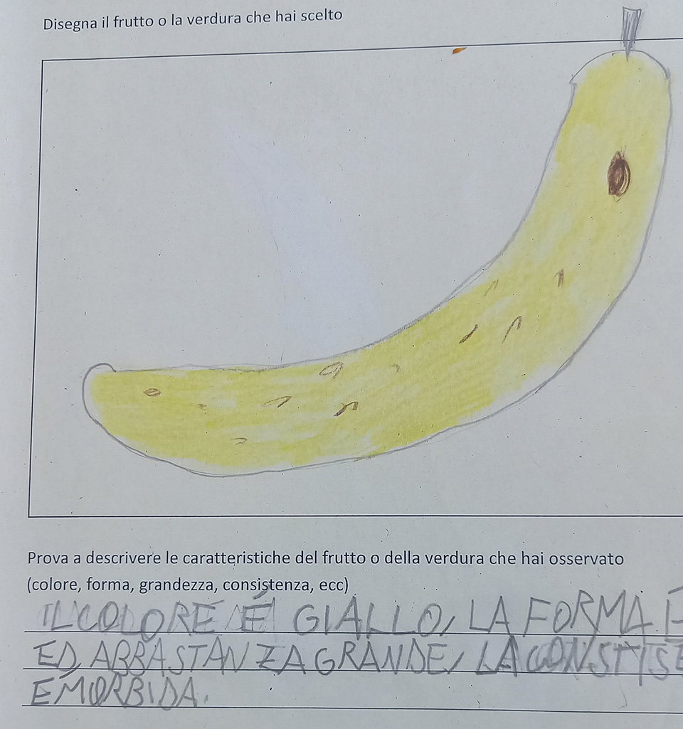 disegno di frutta e descrizione disegno di frutta e descrizione