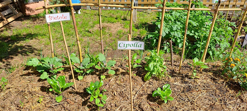 foto di orto con cartelli di cipolle e bietole foto di orto con cartelli di cipolle e bietole