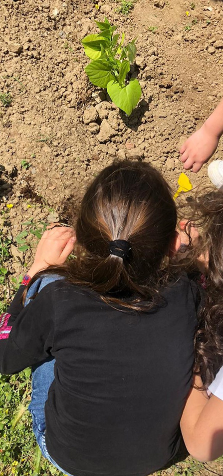 foto di bambina che guarda piantina nell’orto foto di bambina che guarda piantina nell'orto