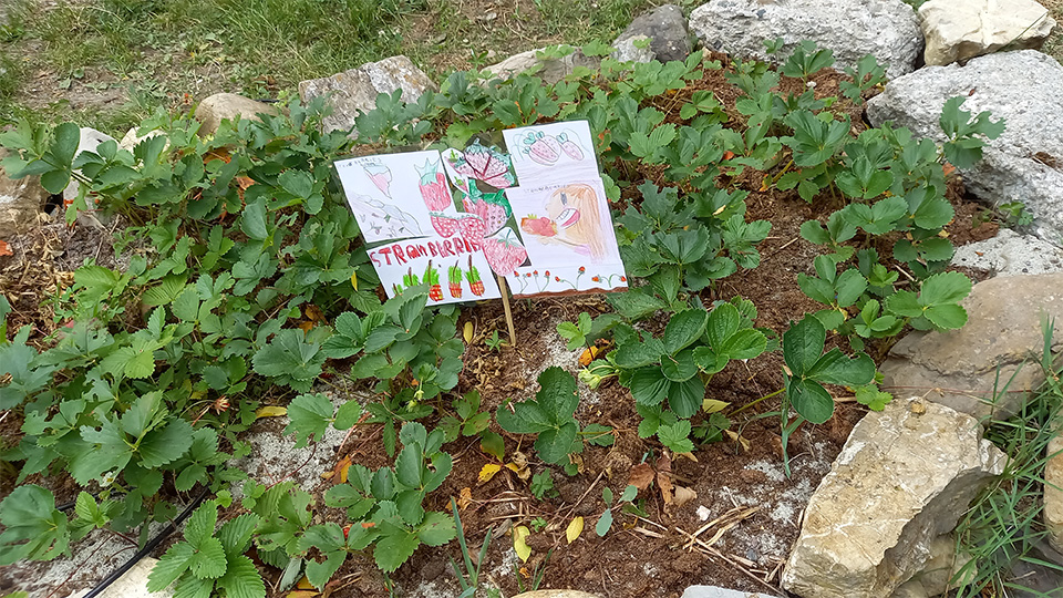 cartellino nell’orto fragole, strawberries cartellino nell'orto fragole, strawberries