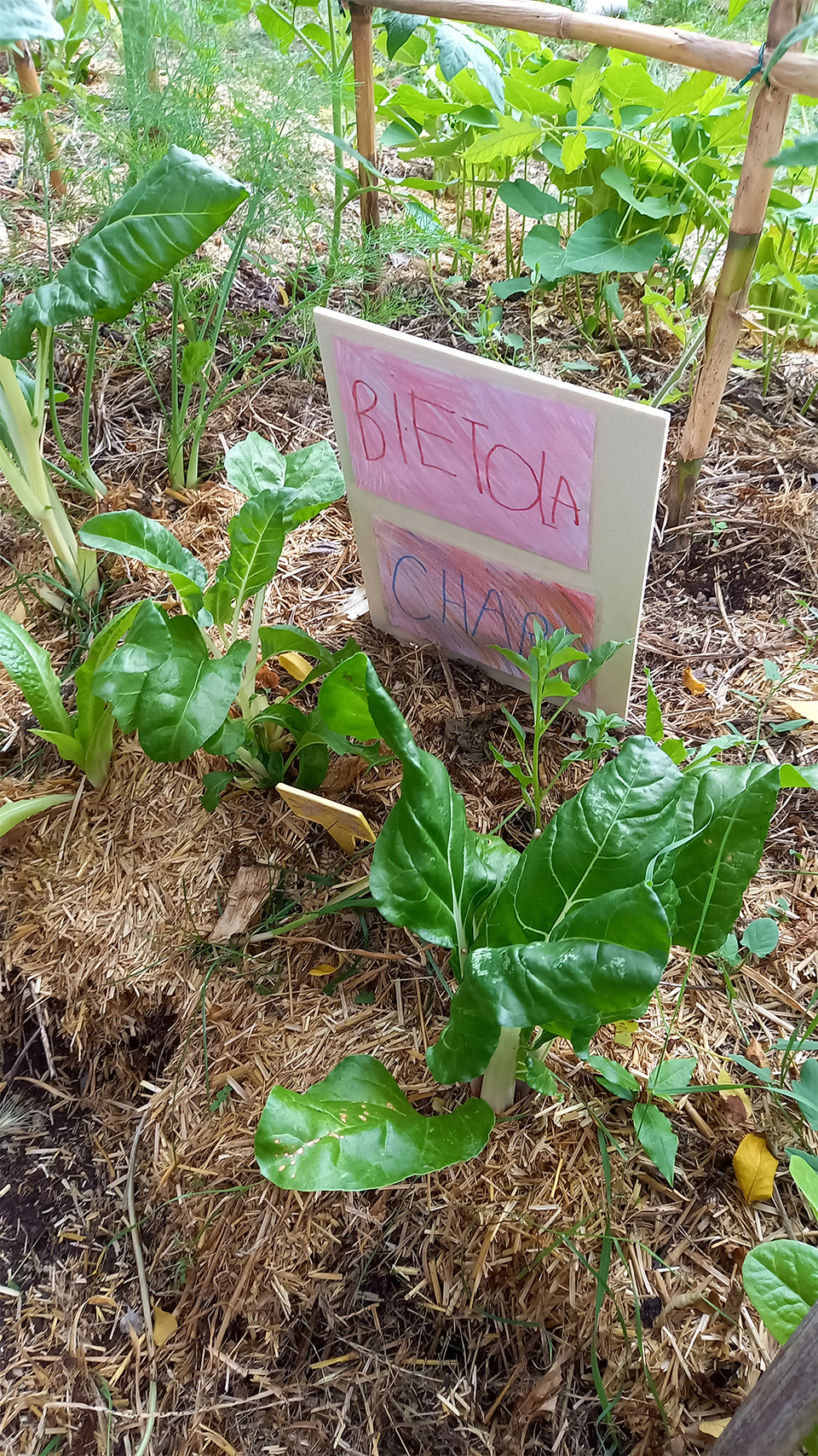 cartellino per l’orto, bietola cartellino per l'orto, bietola