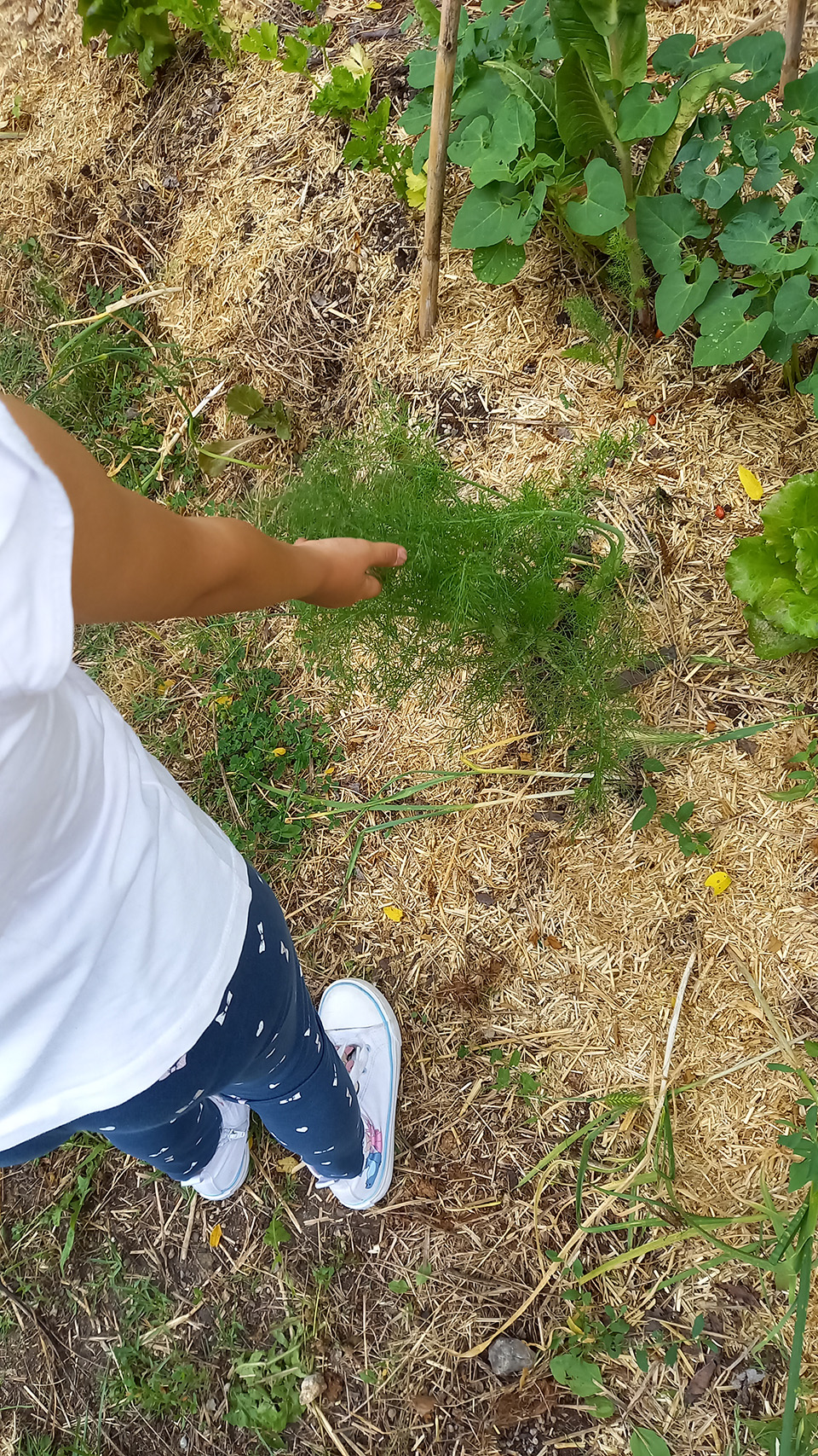 foto di bambino nell’orto foto di bambino nell'orto